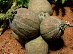 Euphorbia obesa