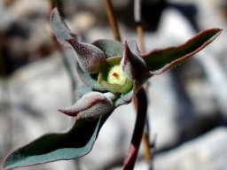 Euphorbia oxystegia cyathia