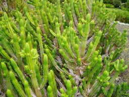 Euphorbia pentagona many green branches