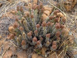 Euphorbia perangusta rounded shrublet