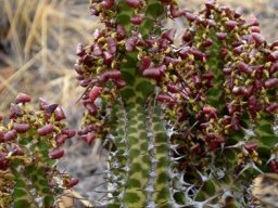 Euphorbia perangusta flowers and fruits