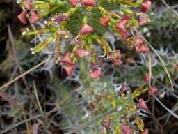 Euphorbia perangusta fruit pedicels