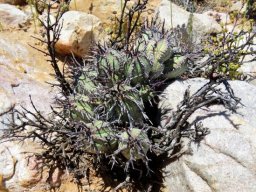 Euphorbia pillansii