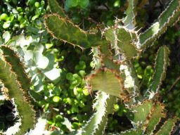 Euphorbia pseudocactus