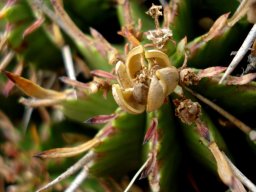 Euphorbia pulvinata opened capsule