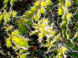 Euphorbia restricta spiny stems