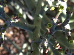 Euphorbia rhombifolia false flowers