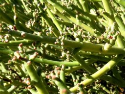 Euphorbia rhombifolia stems