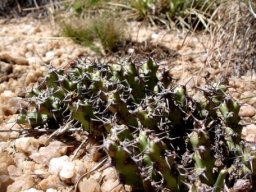 Euphorbia schinzii at Breedts Nek 
