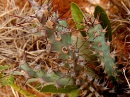 Euphorbia schinzii spines