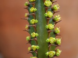 Euphorbia sekukuniensis cyathia and spines
