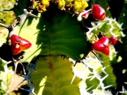 Euphorbia cooperi, yellow flowers, red fruit