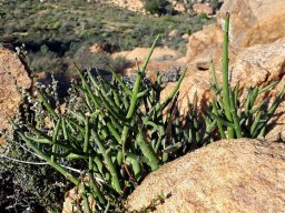 Euphorbia spinea