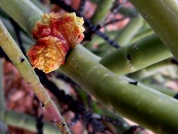 Euphorbia spinea and parasite