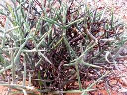 Euphorbia spinea new growth over dead branches