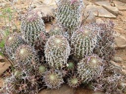 Euphorbia stellispina