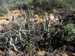 Euphorbia stolonifera
