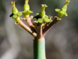 Euphorbia stolonifera ring of female flowers