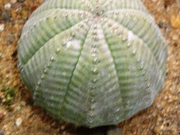 Euphorbia obesa geometrically precise