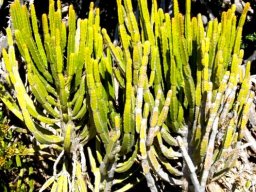 Euphorbia tetragona stems
