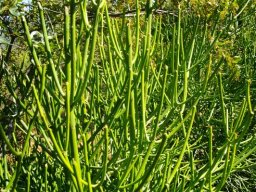 Euphorbia tirucalli