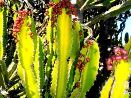 Euphorbia triangularis red fruit