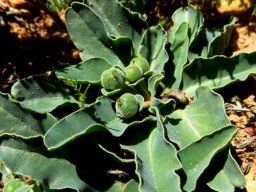 Euphorbia tuberosa