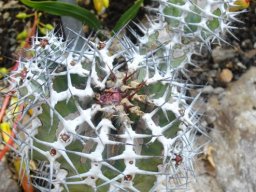 Euphorbia virosa branching stem
