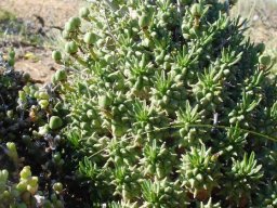 Euphorbia multiceps