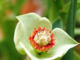 Euphorbia hamata flowering near Komaggas