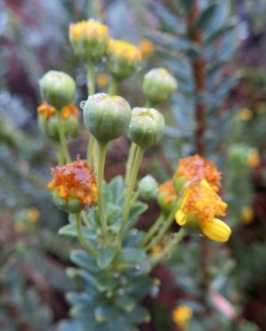 Euryops lateriflorus floral stages