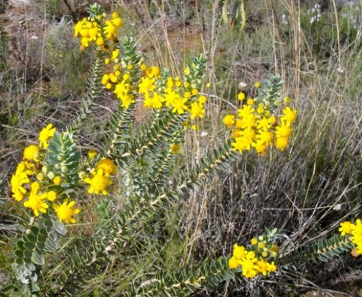 Euryops lateriflorus
