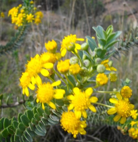 Euryops lateriflorus flowerheads