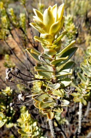 Euryops lateriflorus dead stem-tip flowerheads