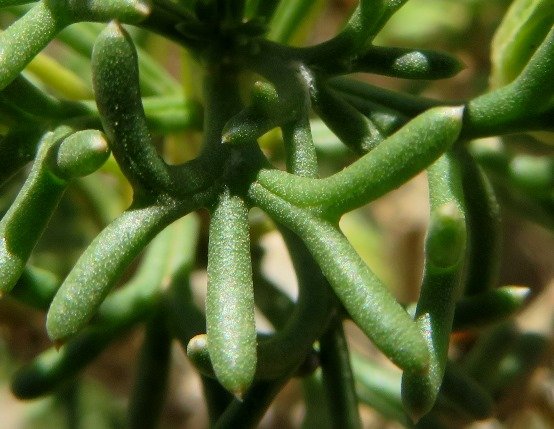 Euryops multifidus leaf branching