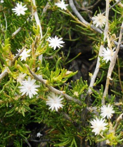 Euryops nodosus