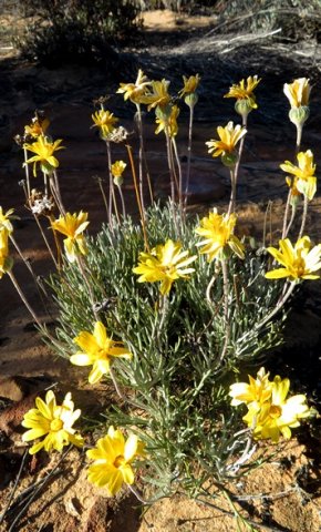 Euryops othonnoides plant in flower