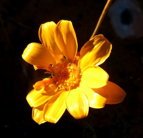 Euryops othonnoides flowerhead