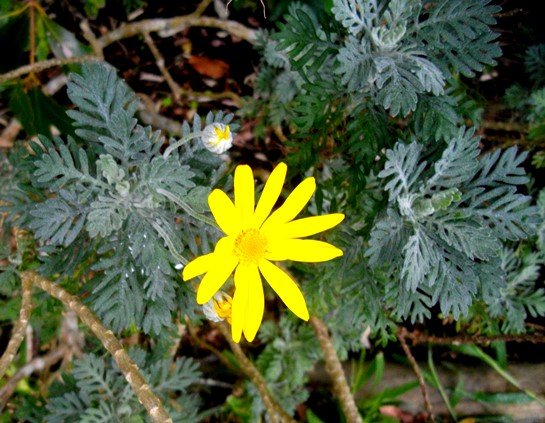 Euryops pectinatus irregular combs