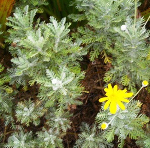 Euryops pectinatus leaves