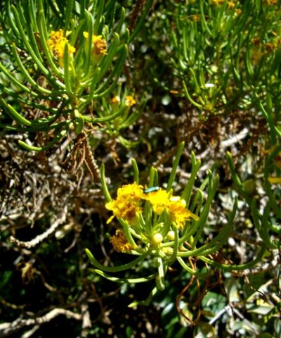 Euryops rehmannii leaves and flowerheads