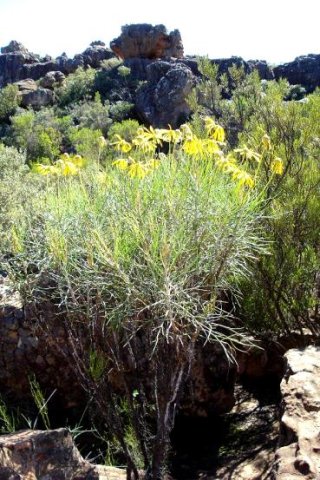 Euryops speciosissimus
