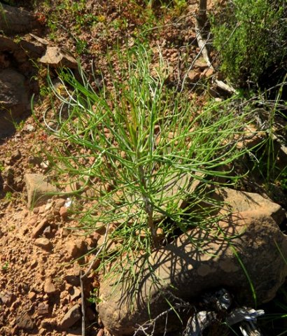 Euryops speciosissimus young plant