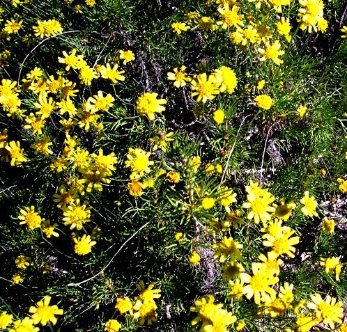 Euryops subcarnosus leaves and flowerheads
