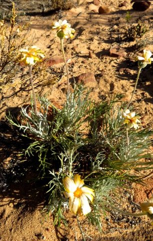 Euryops tagetoides
