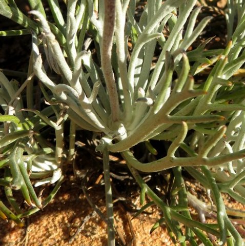 Euryops tagetoides plant base