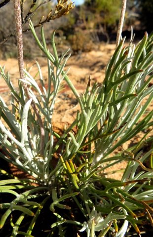 Euryops tagetoides leaves
