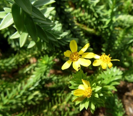Euryops