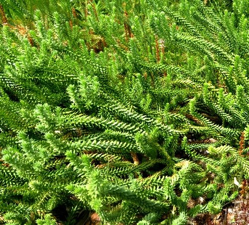 Euryops tysonii many-stemmed shrub