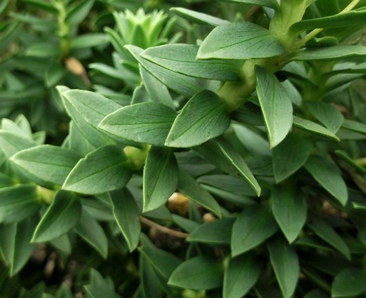 Euryops tysonii older leaves
